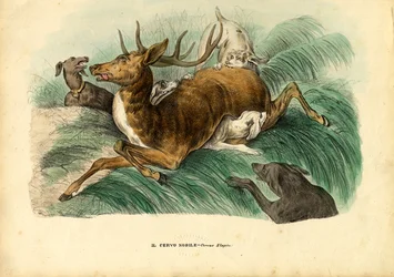 Edelhert, 1863-79